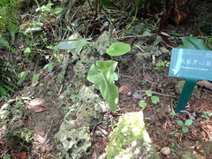 Calciphilopteris ludens