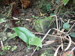 Calciphilopteris ludens