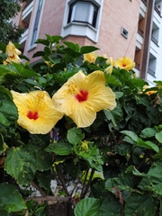 Hibiscus
