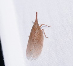 Rentinus dilatatus