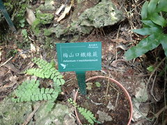 Adiantum meishanianum
