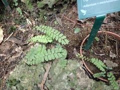 Adiantum meishanianum