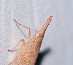 Rentinus dilatatus
