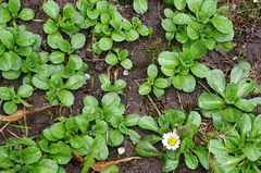 Bellis perennis