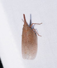 Rentinus dilatatus