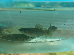 Poecilia salvatoris