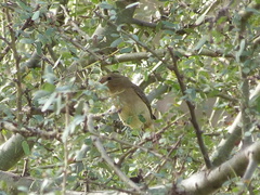 Sporophila caerulescens