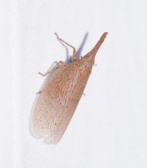 Rentinus dilatatus