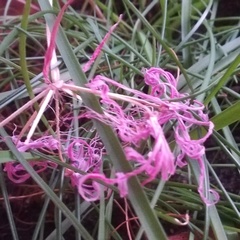 Nerine angustifolia