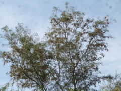 Schinopsis lorentzii