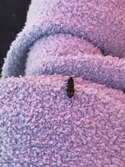 Buprestinae