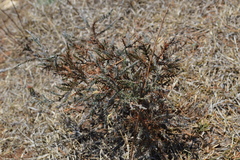 Juniperus monticola