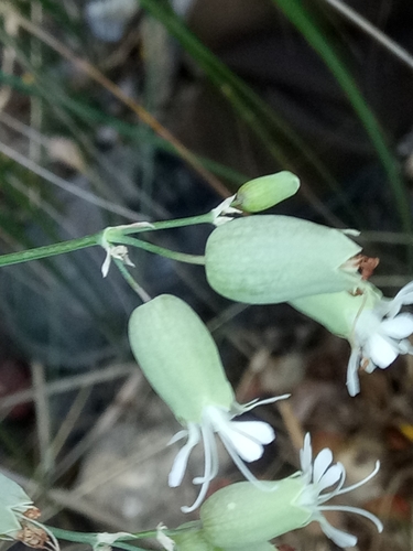 Silene vulgaris subsp. macrocarpa image