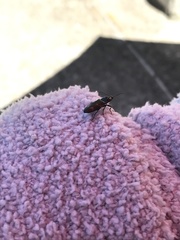 Buprestinae