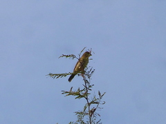 Sporophila caerulescens