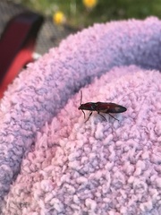 Buprestinae