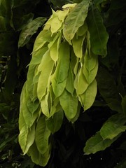 Brownea ariza