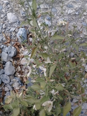 Carlowrightia torreyana