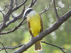 Pitangus sulphuratus