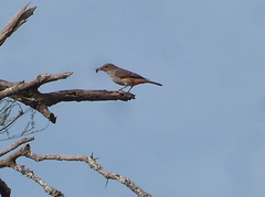 Pyrocephalus rubinus