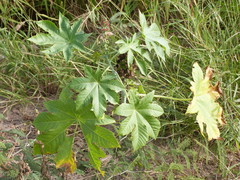 Ricinus communis