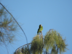 Amazona finschi