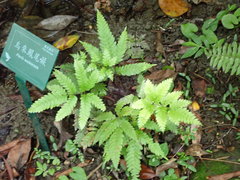 Pteris wulaiensis