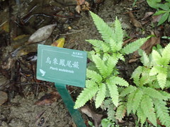 Pteris wulaiensis