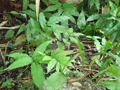 Bolbitis rhizophylla