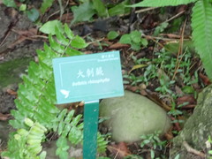 Bolbitis rhizophylla