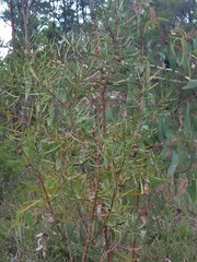 Hakea laevipes