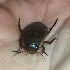 Dytiscus semisulcatus
