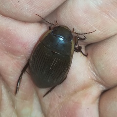 Dytiscus semisulcatus