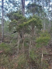 Melaleuca sieberi