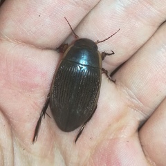 Dytiscus semisulcatus