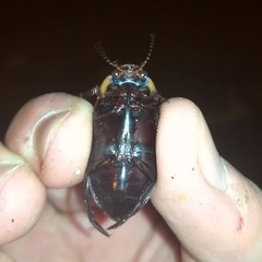 Dytiscus semisulcatus
