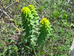 Euphorbia condylocarpa