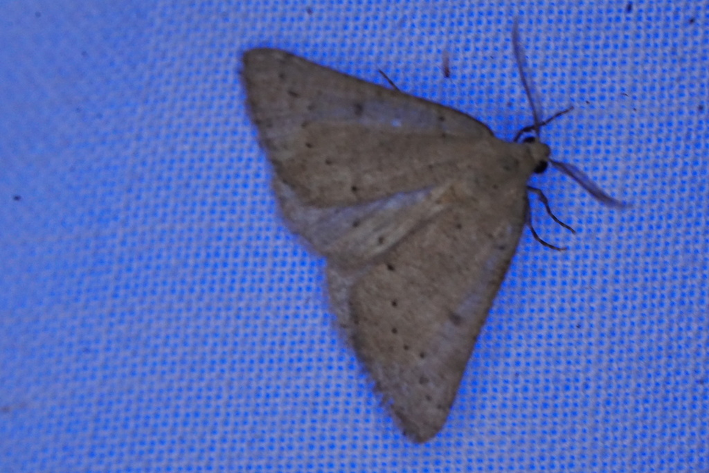 Amelora pachyspila