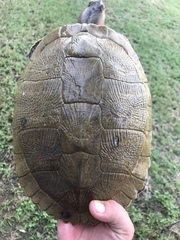 Trachemys decussata