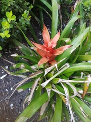 Bromeliaceae