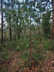Persoonia stradbrokensis