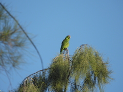 Amazona finschi