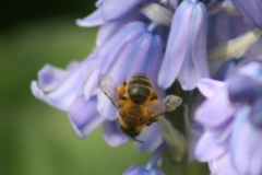 Andrena