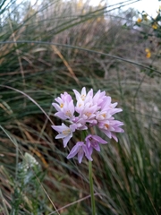 Allium roseum subsp. roseum image