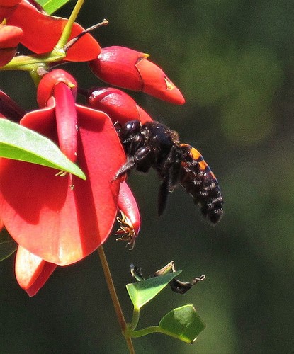 Xylocopa frontalis photo 3