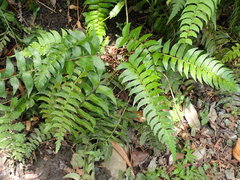 Polystichum lepidocaulon