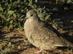 Columbina inca