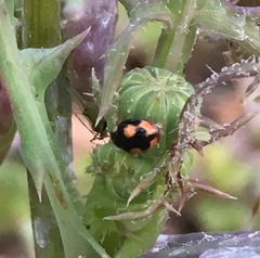 Hyperaspis connectens