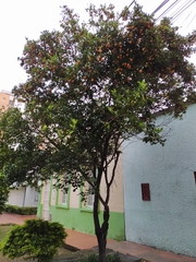 Melicoccus bijugatus