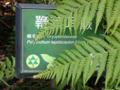 Polystichum lepidocaulon
